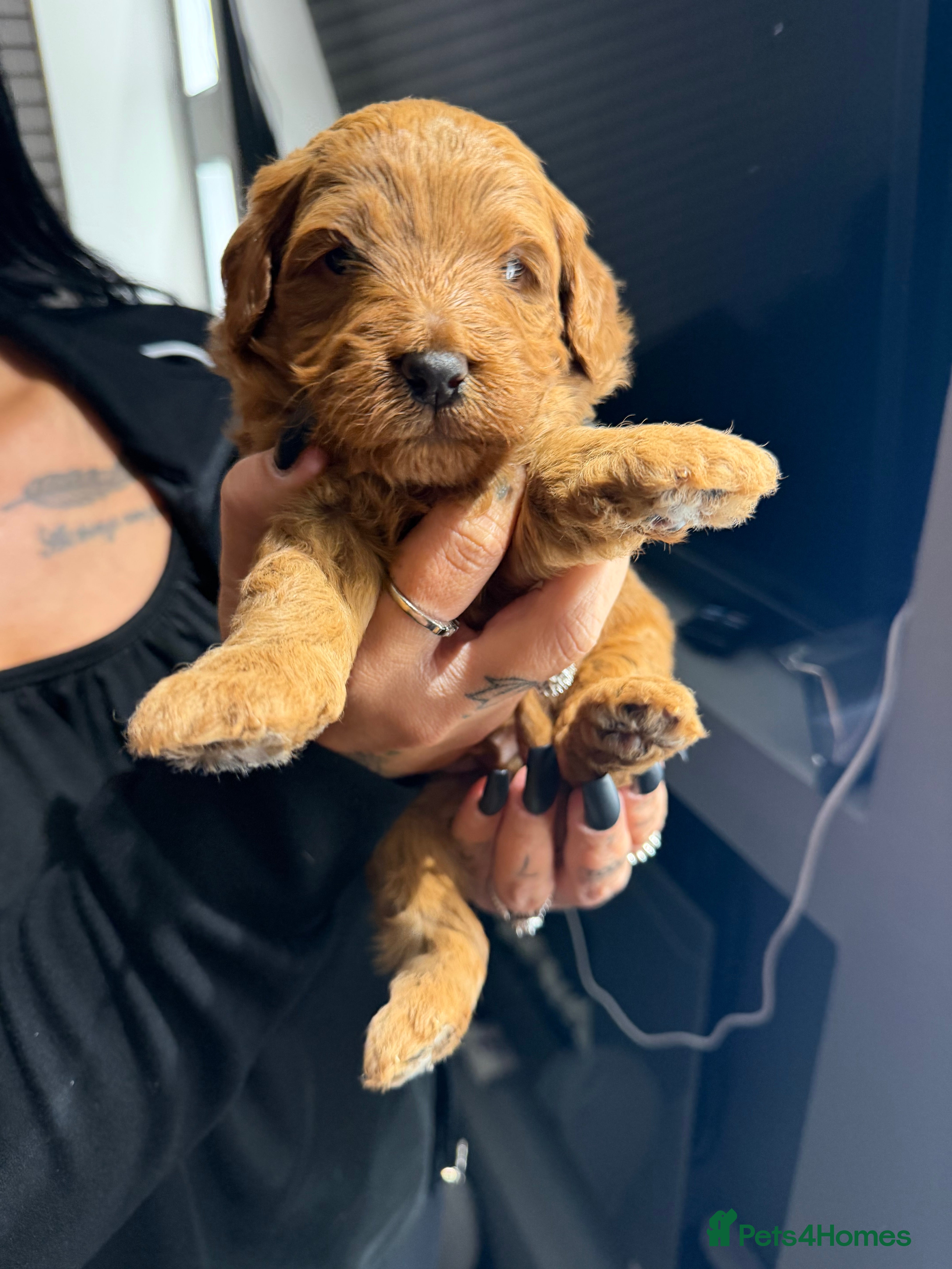 Labradoodle dogs for sale: ** 5 Beautiful Labradoodles Ready 29th November ** - Advert 2