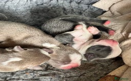 Boston Terrier dogs for sale: Boston terrier puppies - Image 1