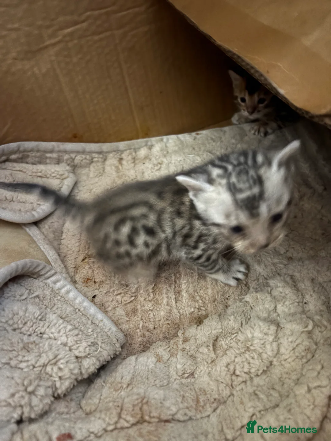 Bengal cats for sale: Silver spotted bengal kittens - Advert 7