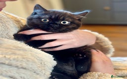 British Shorthair cats for sale: Superb British Short Hair kittens  in Bradford - Image 12