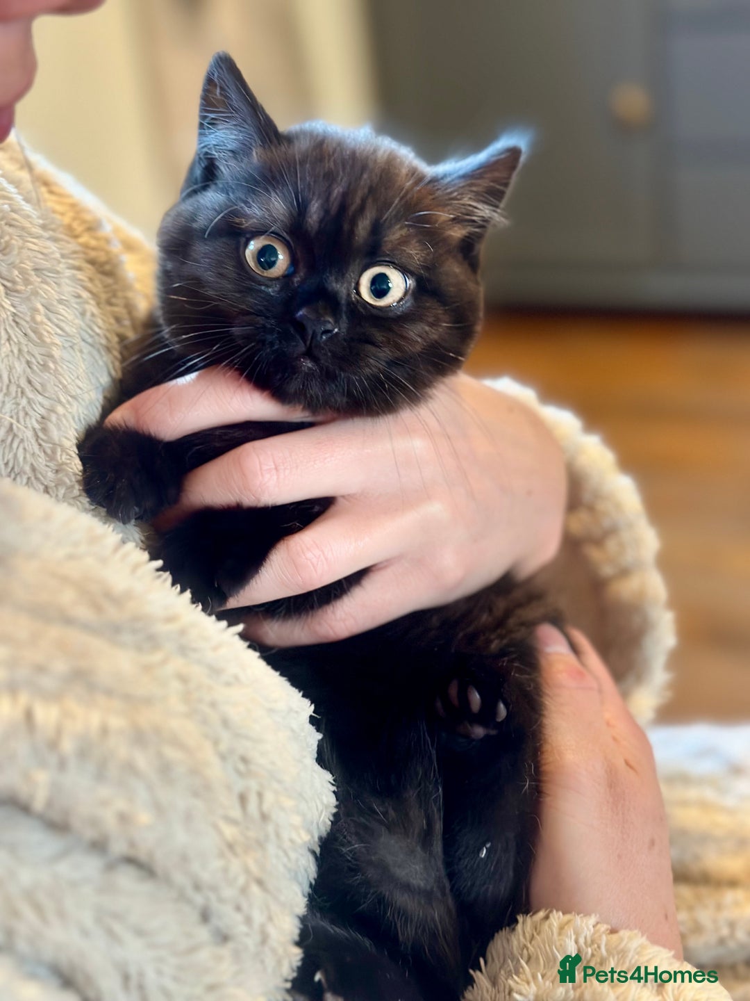 British Shorthair cats for sale: Superb British Short Hair kittens  in Bradford - Image 12