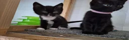 Mixed Breed cats for adoption: LEVI AND LOU - Advert 3
