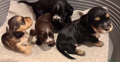 Cocker Spaniel dogs - Advert 2