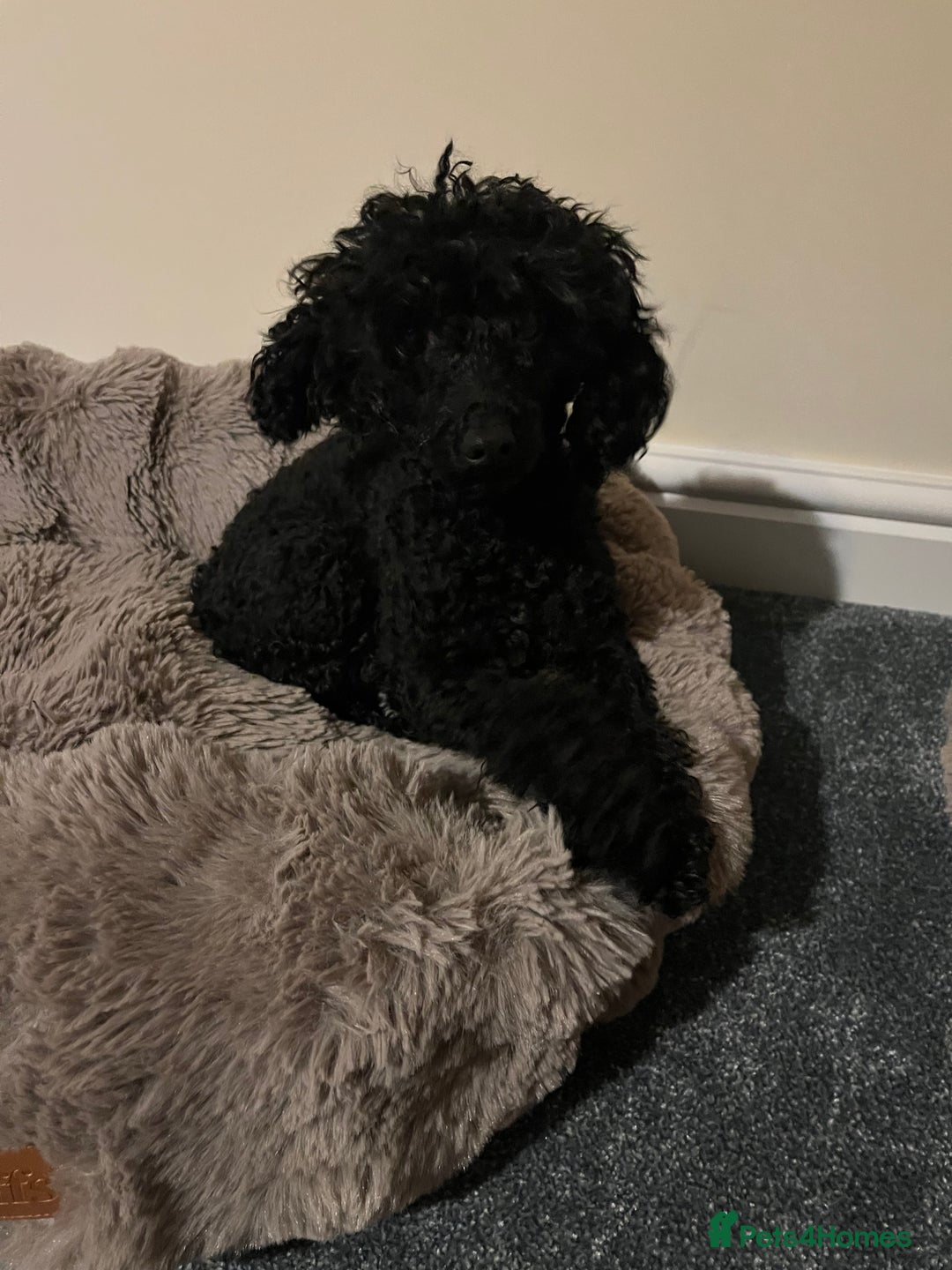 Toy Poodle dogs for sale: Beautiful Toy Poodle female - Advert 1