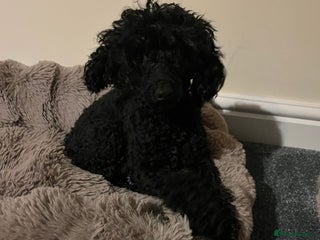 Toy Poodle dogs Beautiful Toy Poodle female - Advert 13