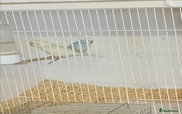 Budgerigars birds for sale: Budgies  - Advert 8