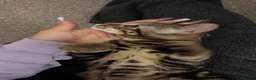 Bengal cats for sale: Adorable bengal kittens - marble bengal   in London - Advert 10