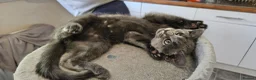 Russian Blue cats for sale: Russian blue x Maine coon kittens 8 weeks old - Advert 14