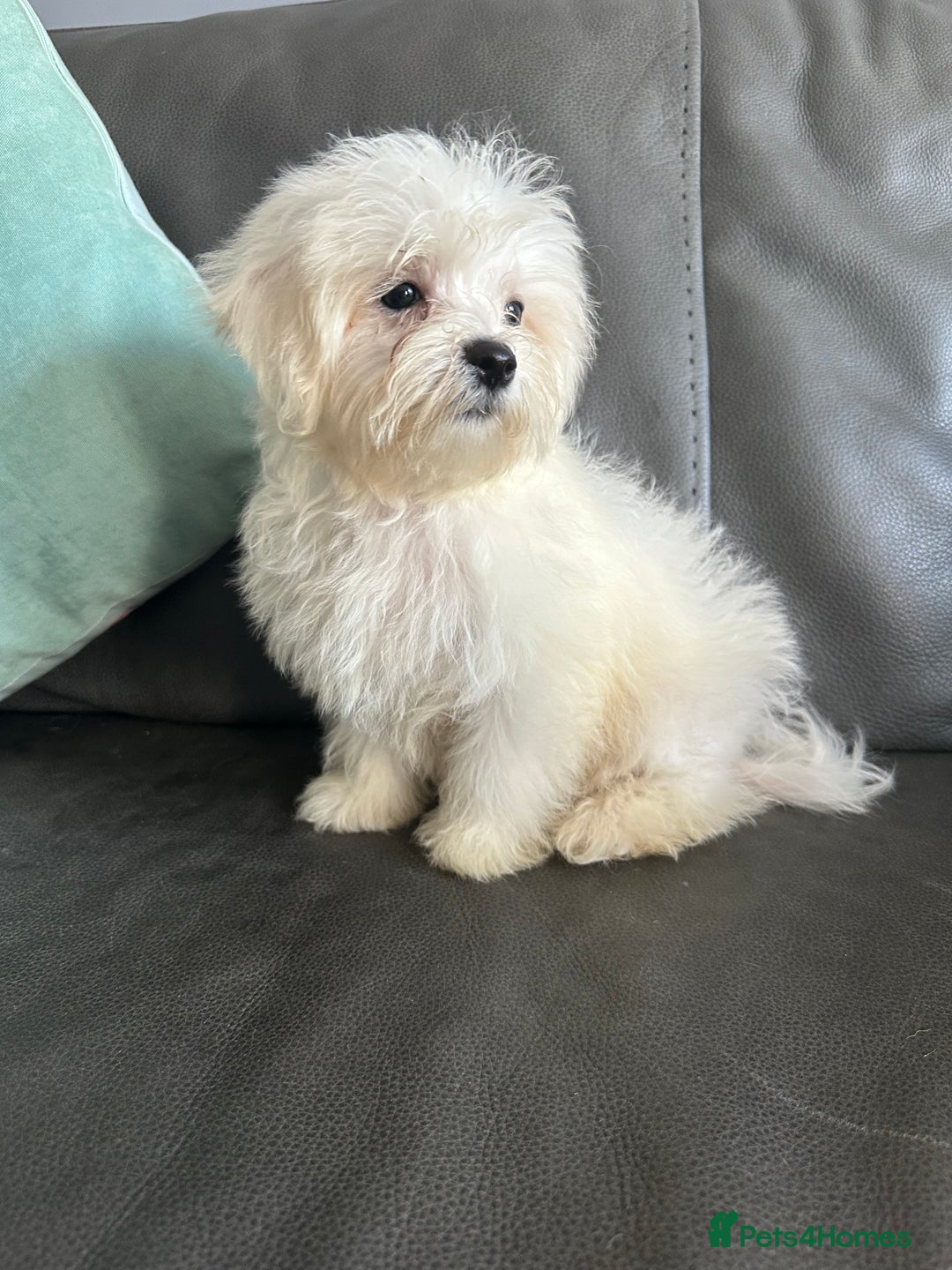 Mixed Breed dogs for sale: Maltichons beautiful bundles of fluff  - Image 2