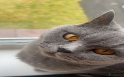 British Shorthair cats for sale: 4 Yr old Female BLUE BSH True pedigree - Image 4