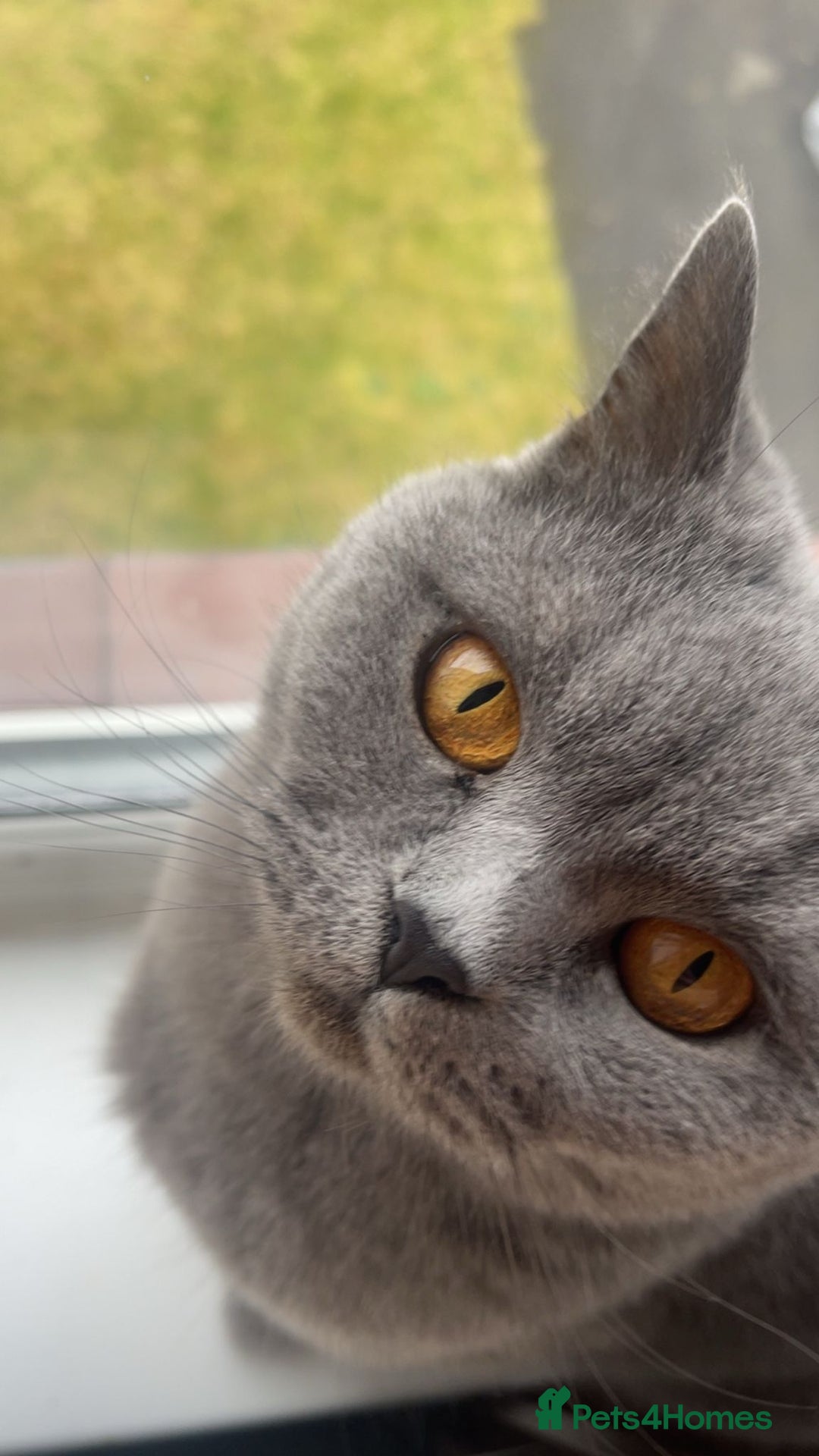 British Shorthair cats for sale: 4 Yr old Female BLUE BSH True pedigree - Image 4