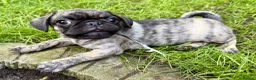 Pug dogs for sale: Adorable one of a kind. loving KCreg PUG puppies  - Advert 17