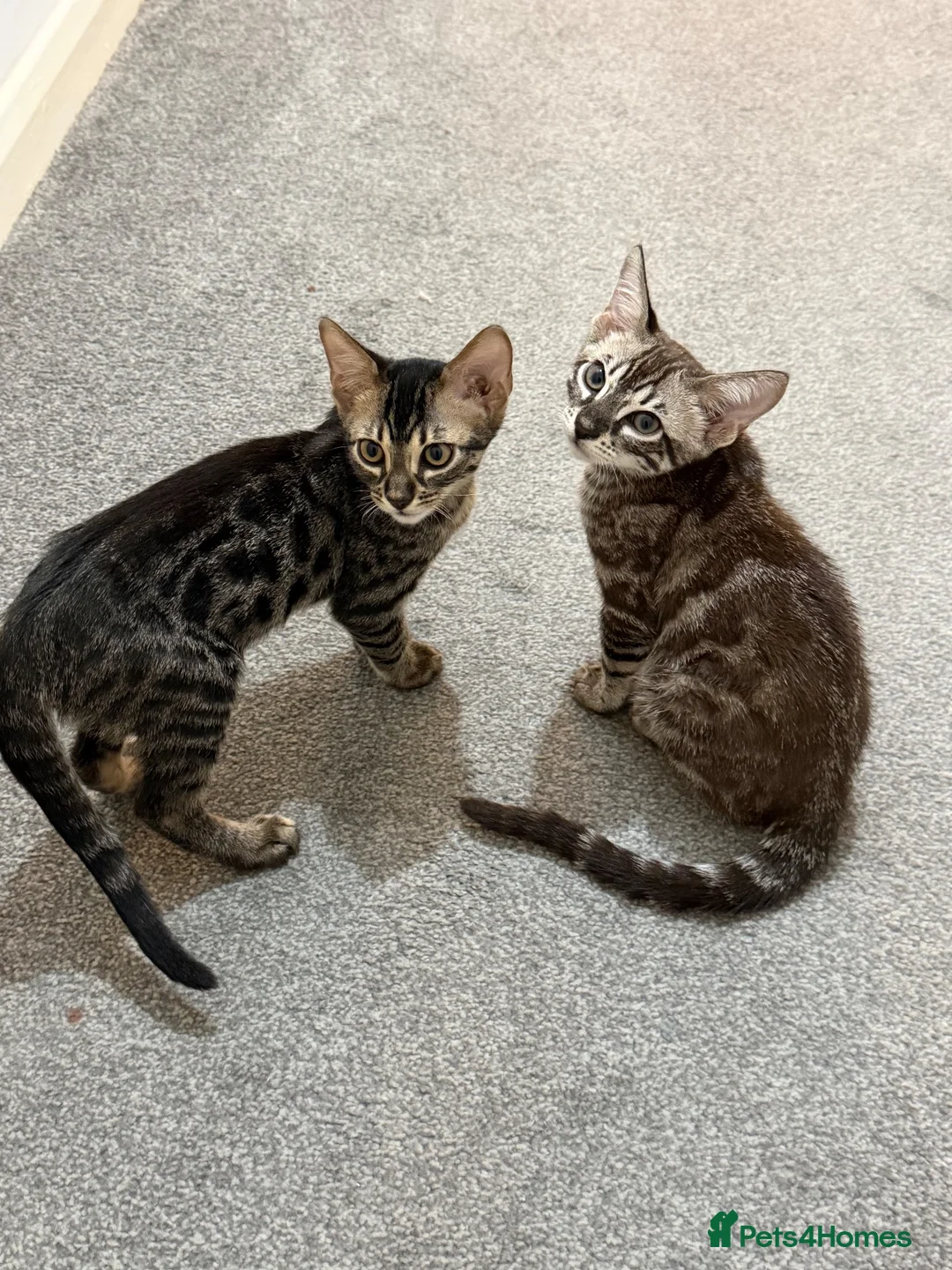 Bengal cats for sale: Last 2 bengal kittens - Advert 1