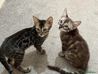 Bengal cats bengal kittens - Advert 1