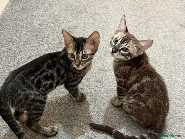 Bengal cats bengal kittens - Advert 18