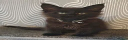 Maine Coon cats for sale: Tica registered DNA tested parents poly Maine Coon - Advert 15