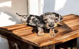 Miniature Dachshund dogs for sale: Miniature Dachshunds  - Image 16