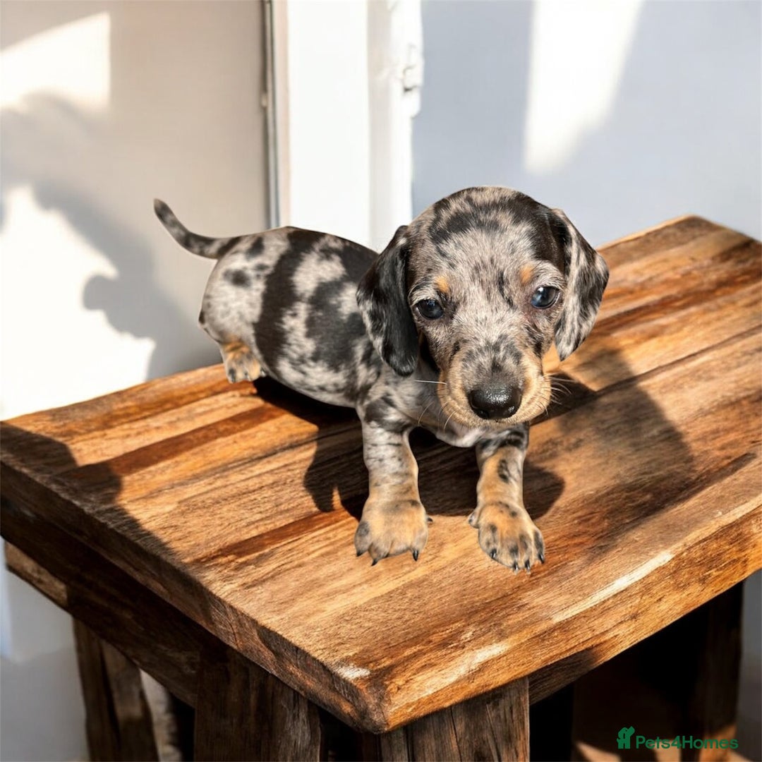 Miniature Dachshund dogs for sale: Miniature Dachshunds  - Image 16