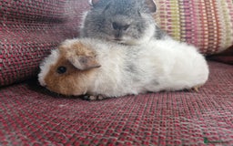 Guinea Pig rodents for sale: Teddy Guinea Pigs for Sale - Image 3