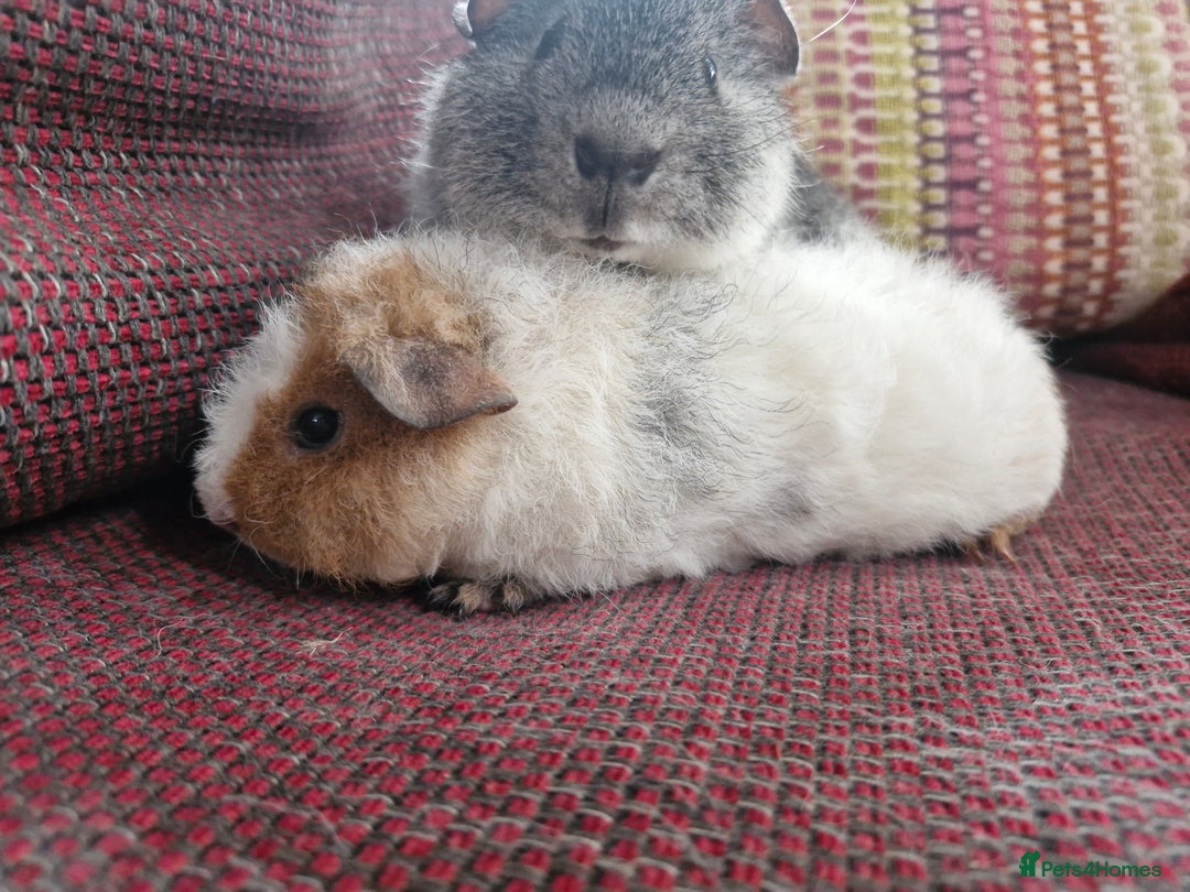 Guinea Pig rodents for sale: Teddy Guinea Pigs for Sale - Image 3