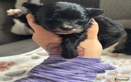 Maltipoo dogs for sale: F1 Toy Maltipoos - Image 8