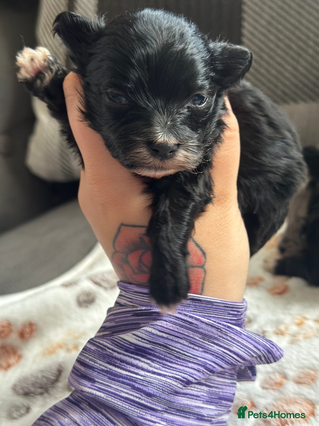 Maltipoo dogs for sale: F1 Toy Maltipoos - Image 8