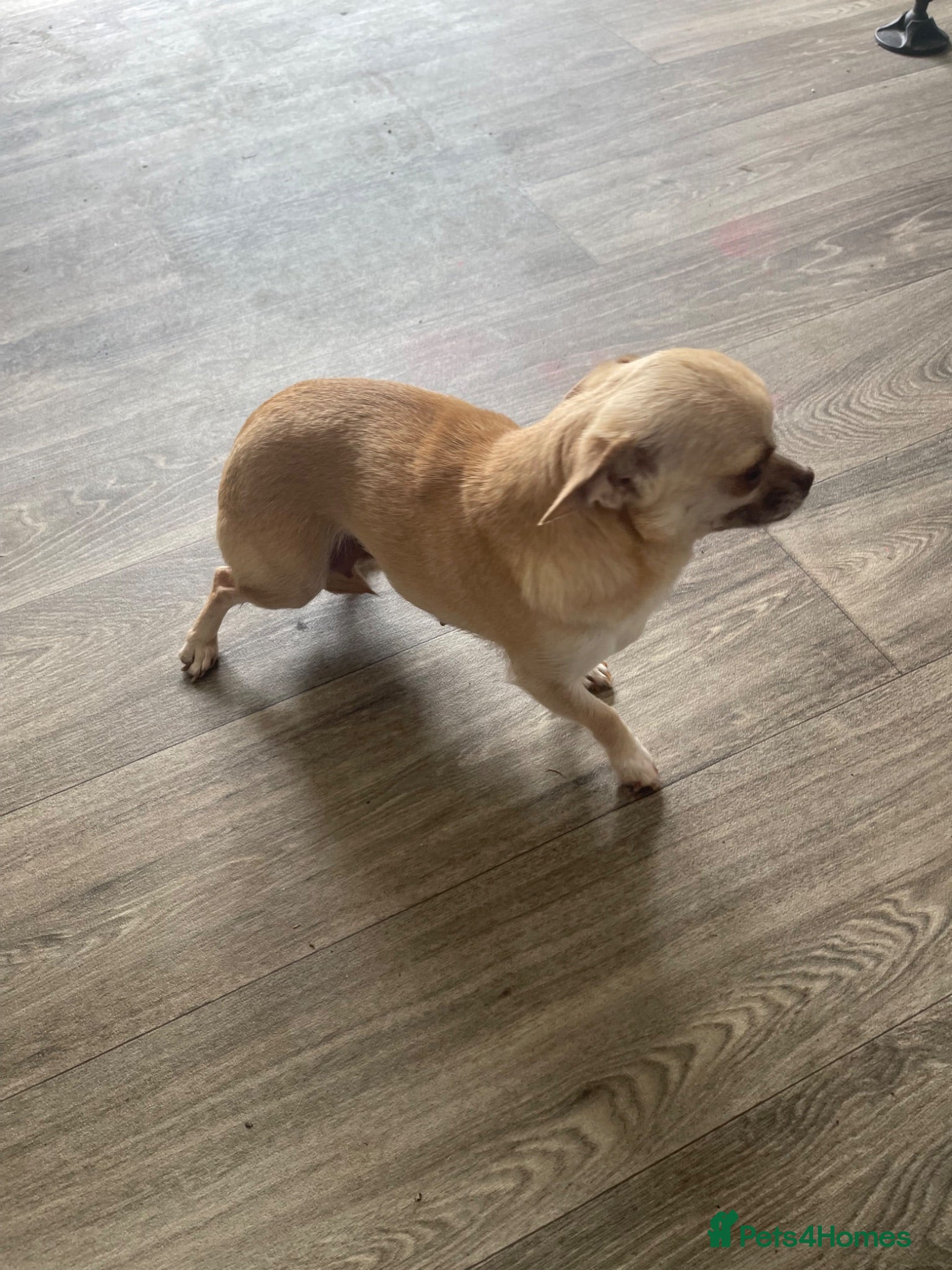 Chihuahua dogs Puppies for sale - Advert 4