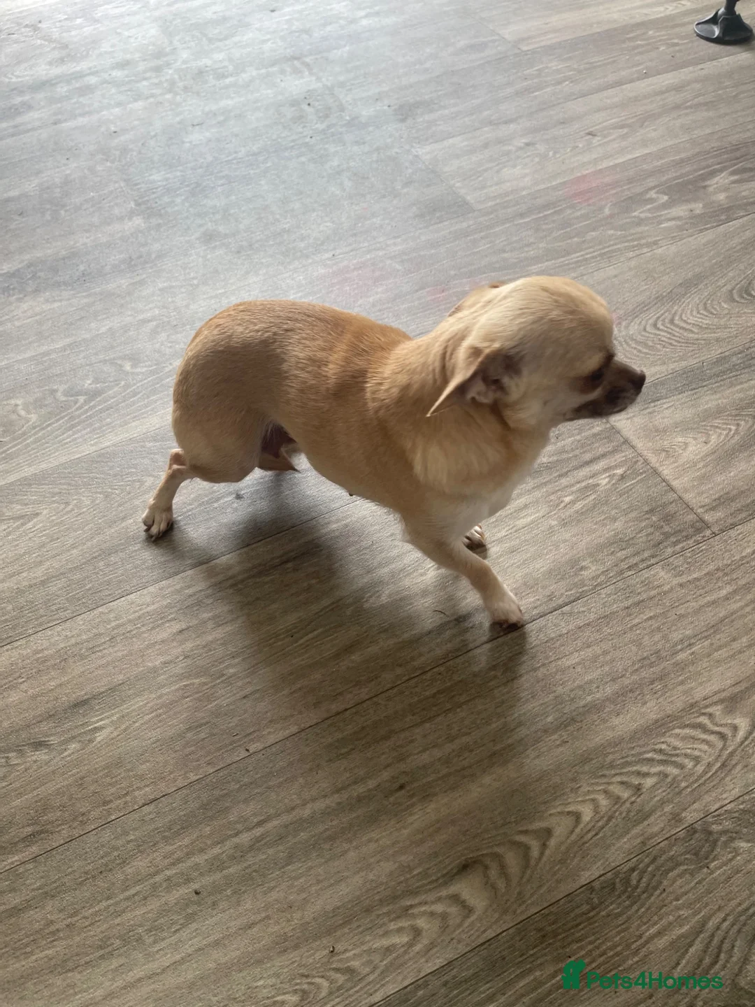Chihuahua dogs for sale: Puppies for sale - Advert 1