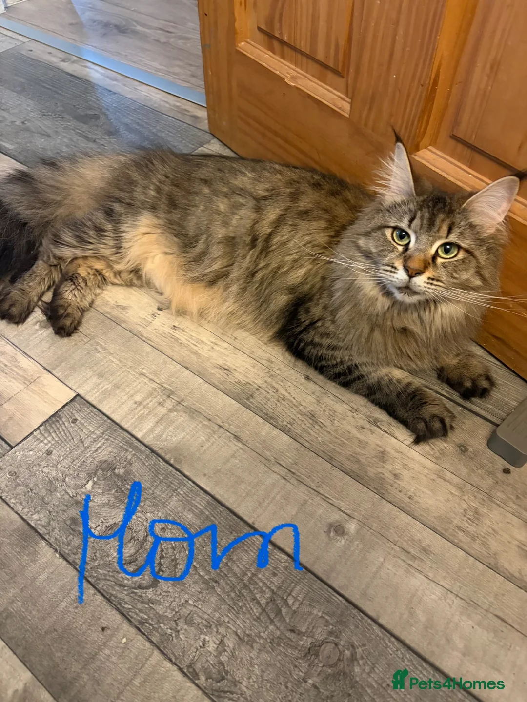 Maine Coon cats for sale: Litter of rainbow - Advert 1