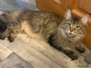 Maine Coon cats Litter of rainbow - Advert 1