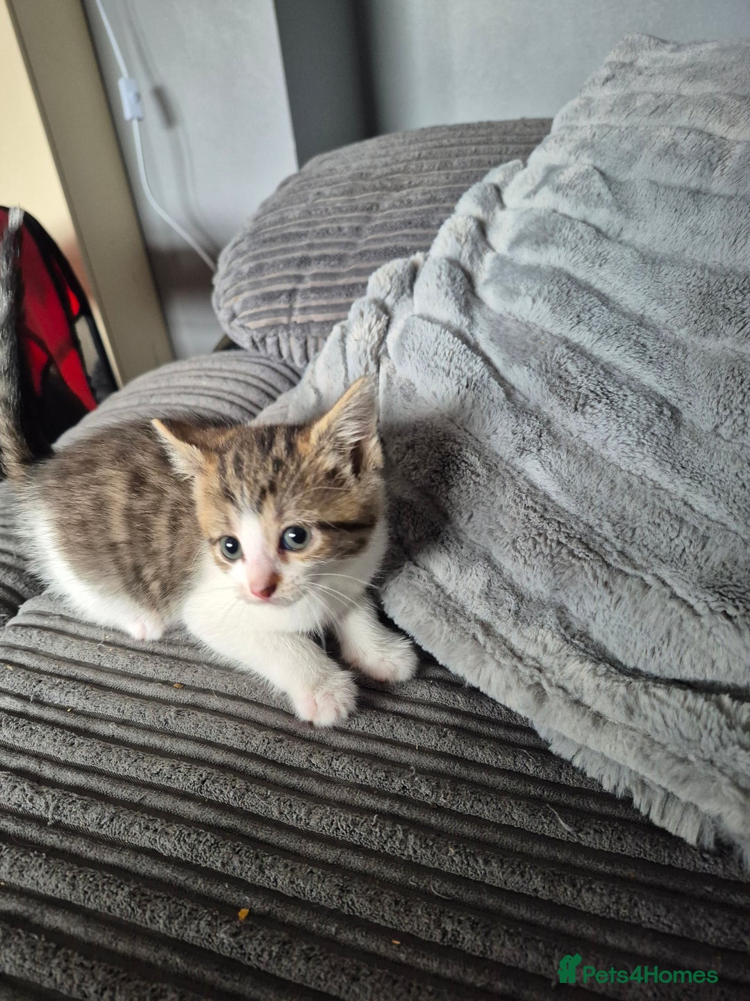 Mixed Breed cats for sale: Tabby kittens for sale - Image 1