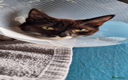 Mixed Breed cats for sale: Astro looking for forever home - Image 4