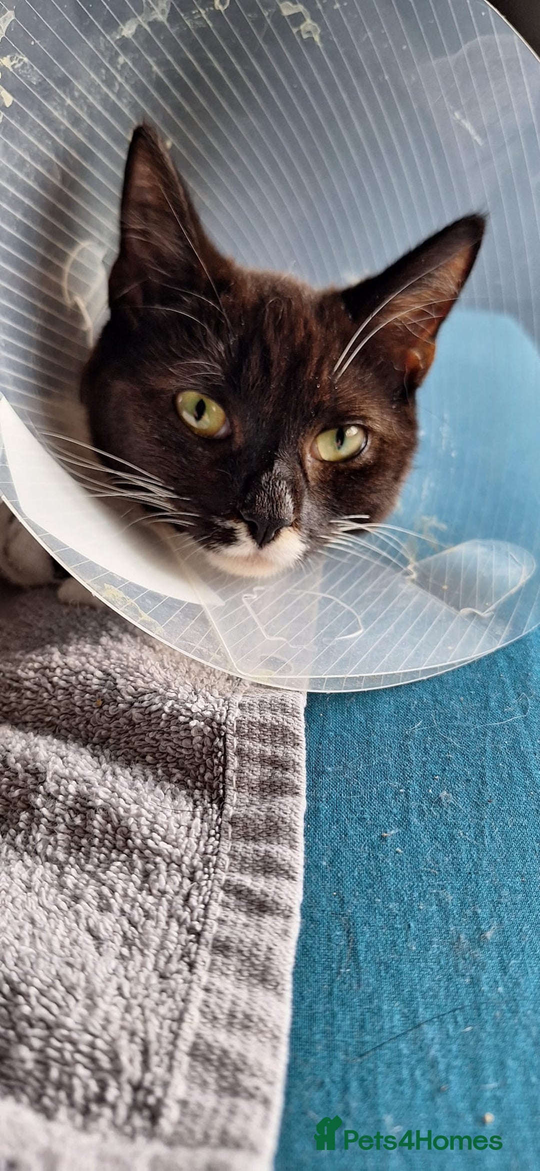 Mixed Breed cats for sale: Astro looking for forever home - Image 4