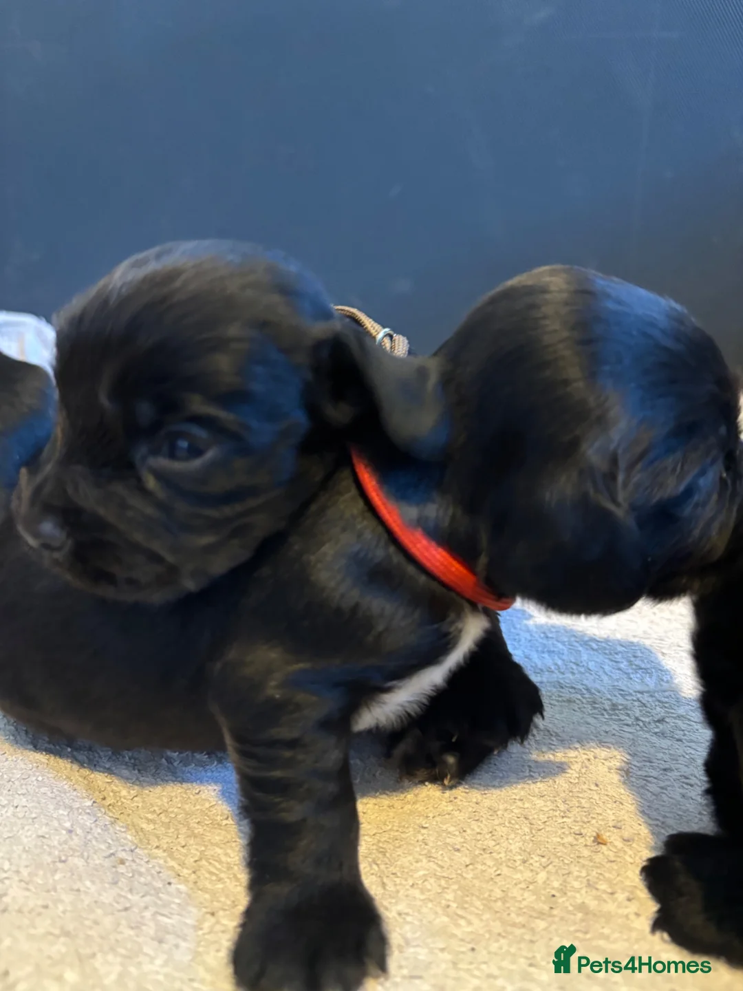 Cocker Spaniel dogs for sale: Outstanding KC reg working cocker spaniel pups in Alresford - Advert 8