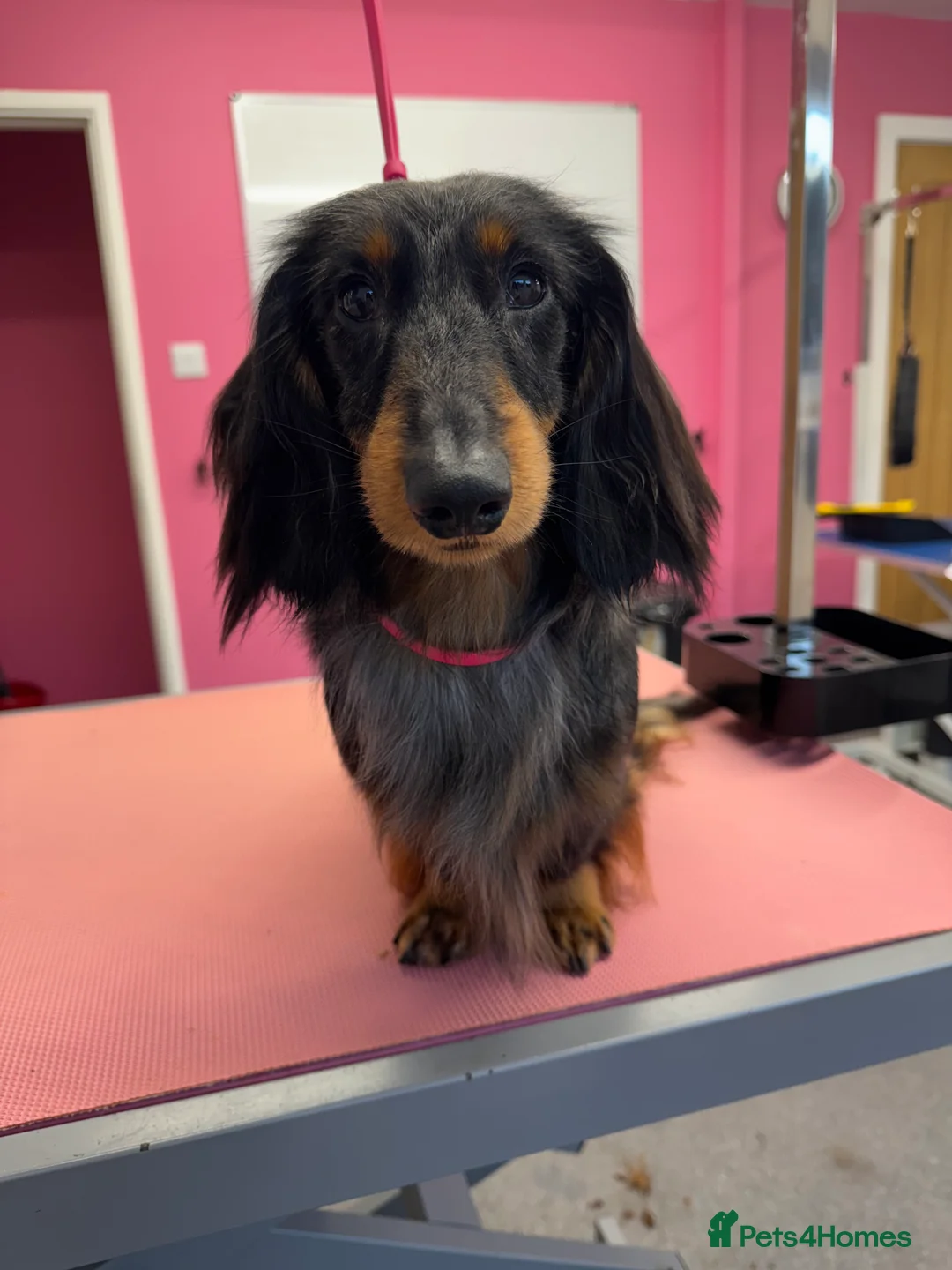 Miniature Dachshund dogs for stud: Silver dapple miniature longhaired dachshund stud in Stowmarket - Advert 4