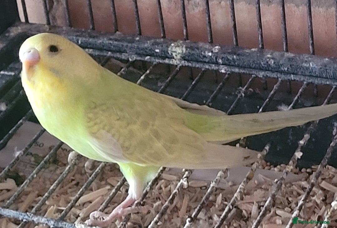 Budgerigars birds for sale: Baby Budgies  - Image 17
