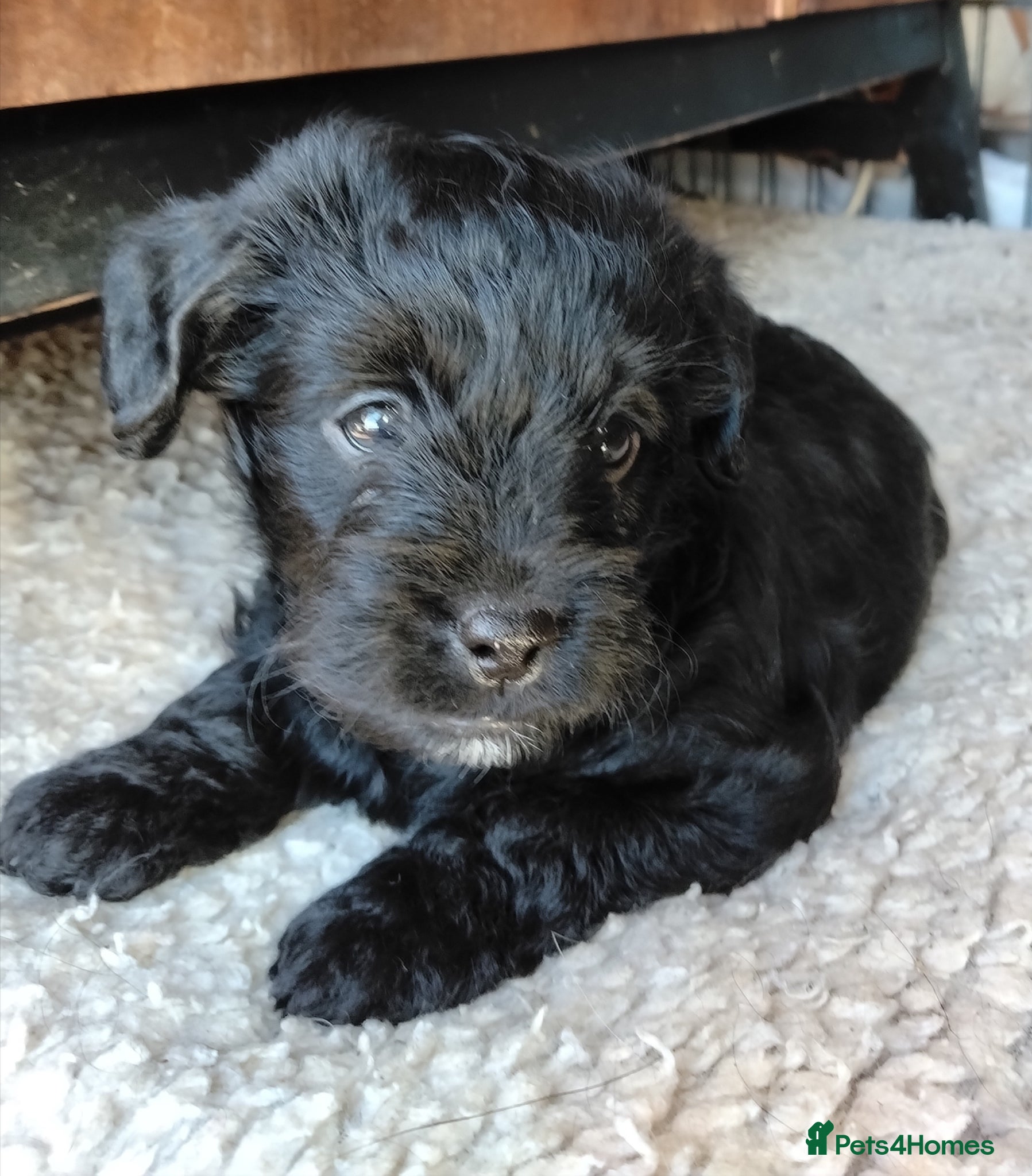 Labradoodle dogs F1b Beautiful miniature Labradoodle puppies - Advert 8