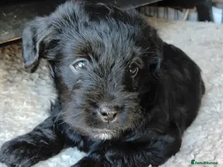 Labradoodle dogs F1b Beautiful miniature Labradoodle puppies - Advert 8