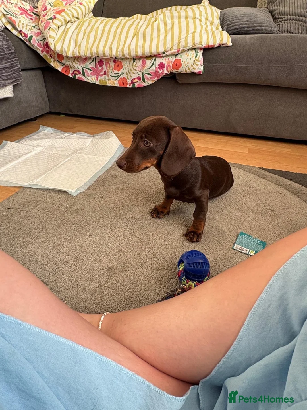 Dachshund dogs for sale: Dashhound in Woking - Advert 2