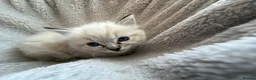 Ragdoll cats for sale: Beautiful ragdoll girls!  - Advert 3