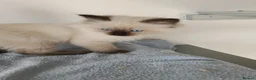 Ragdoll cats for sale: GCCF Registered Ragdoll Kittens  - Advert 6
