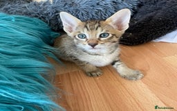 Savannah cats for sale: Glorious Savannah Babies - 1 Boy left - Image 6