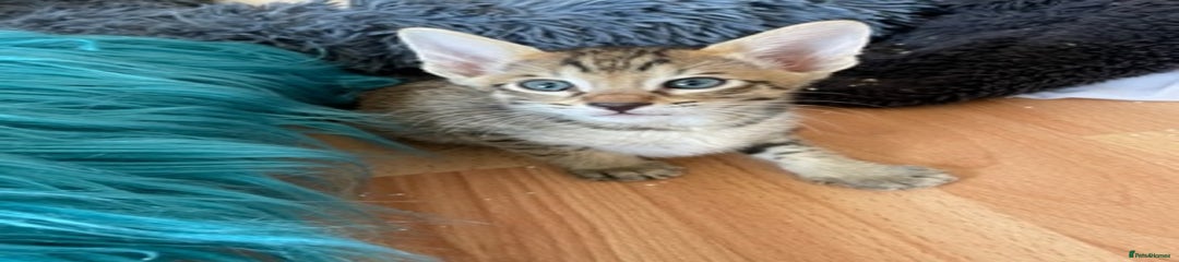 Savannah Kitten 2 - reserved