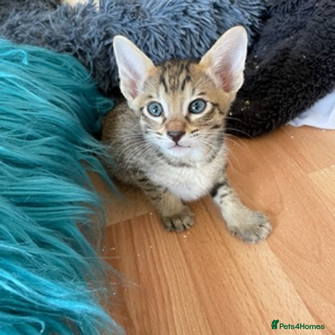 Savannah cats for sale: Glorious Savannah Babies - 1 Boy left - Image 6