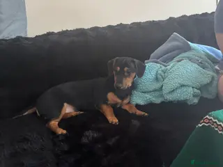 Jack Russell dogs LAST Jack Russell Puppy Ready for new home - Advert 15