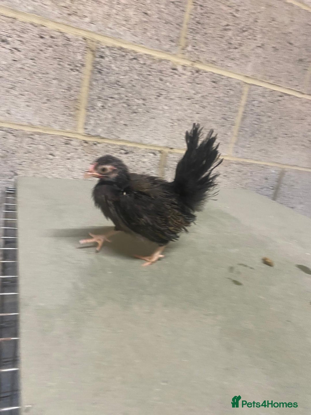 Chickens poultry for sale: 11 week old Serama frizzle bantams  in Milton Keynes - Advert 3