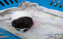 Guinea Pig rodents for sale: Swiss baby guinea-pigs  - Image 4