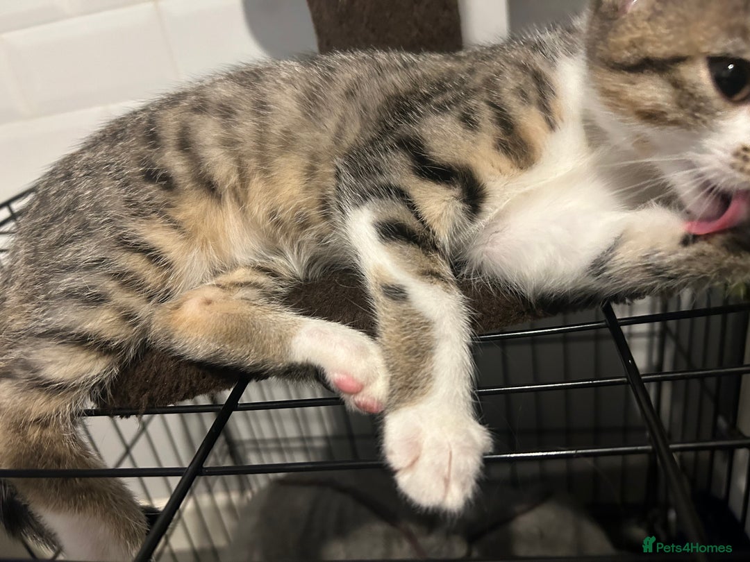 British Shorthair cats for sale: One female kitten for sale - Advert 19
