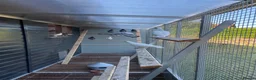 Pigeons birds for sale: 2026 Young Racing Pigeons  in Chesterfield - Advert 10