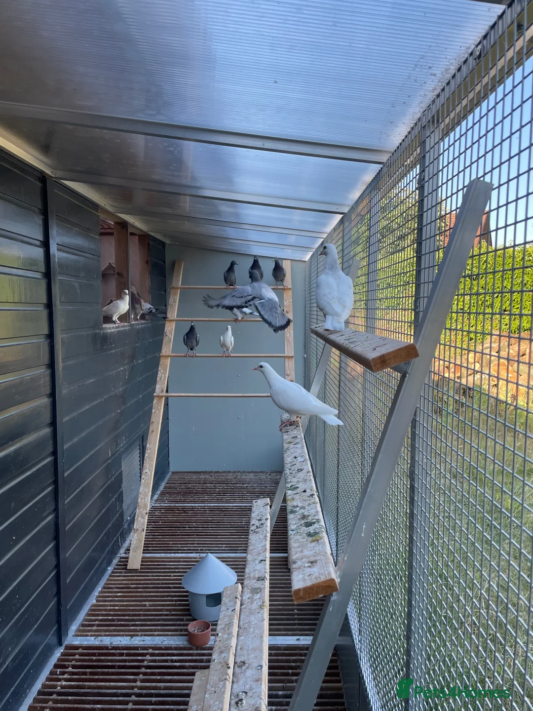 Pigeons birds for sale: 2026 Young Racing Pigeons  in Chesterfield - Advert 10